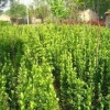 青州金叶女贞|想要销量好的金叶女贞就来锦荣花卉苗木公司
