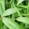 绿化竹子专业供应商，多品种绿化竹子