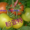 耐低温高产西红柿种子【越冬耐寒番茄种子】