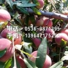 【晚熟桃苗：映霜红桃苗【出售】【价格】【批发】】