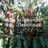 【biu！！】映霜红桃树苗/映霜红桃树苗专卖/映霜红桃树苗种