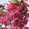 奇香四溢的珠穆朗玛海棠花花中的佼佼者