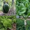 南山有机蔬菜家庭配送——价位合理的深圳蔬菜推荐