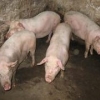 太湖猪代理|供应桂林具有口碑的太湖猪