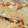 湖里白蚁防治——专业的白蚁防治就在厦门