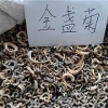 出售金盏菊种子|山东哪里供应的金盏菊种子价格优惠