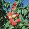 映霜红桃树苗批发|优质映霜红桃树苗就在绿然种植养殖合作社