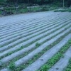 地膜批发价格:价格合理的地膜迅达农业供应