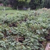 【咨询】（黄杨球）50-150公分【种植基地】培育方法-锦荣