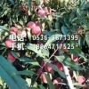 【】映霜红桃树苗、山东映霜红桃树苗、映霜红桃树苗哪里有卖？？