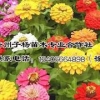 潍坊可靠的百日草提供商 时销草花百日草供应商