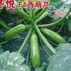 {西葫芦苗【价格】山东西葫芦苗、西葫芦苗出售}