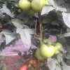 【度娘大声告诉我】番茄种苗、番茄苗、西红柿苗（哪家好）