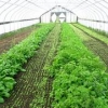 种菜用温室大棚||蔬菜温室大棚建造//智能温室大棚【轩农】