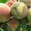 青州蜜桃苗价格 供应山东质量好的青州蜜桃苗
