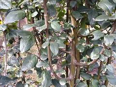 苗农在线供应西府海棠价格 园林绿化苗木图1