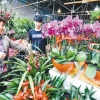 【喜气洋洋过@猴年!】山东年宵花批发【年宵花价格】年宵花批发