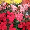 ^^^^^^丽格海棠批发#蝴蝶啦批发#鲜切花供应