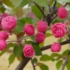 供应临沂争相斗艳的白兰地海棠花色彩斑斓畅销全球