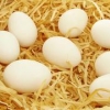 有机鸡蛋上哪买比较实惠——优质的有机鸡蛋