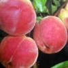 购买大红袍桃树苗就选大丰收苗木场，大红袍桃苗批发
