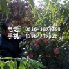 【新年推荐】映霜红桃苗基地【信诚】山东映霜红桃苗
