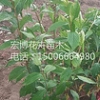 红王子锦带专业供应商 优质绿化苗木