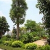 武汉专业的园林绿化养护公司是哪家，武汉园林绿化