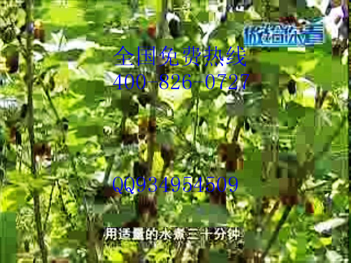 种植果桑品种最多基地批发