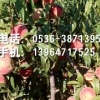 映霜红桃苗！@映霜红桃苗价格！！映霜红桃苗出售