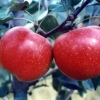 【龙腾园林】黄元帅苹果苗，华红苹果苗，红色之爱苹果苗