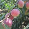 在哪能买到品种纯的映霜红桃苗|高产优质桃子种植基地