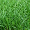 草坪种子 在哪里买到广西优质的草坪种子
