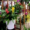 【花-吉祥富贵!】年宵花批发商【年宵花价格】山东年宵花批发