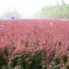 丶红叶小檗种植基地【红红火火过大年！】红叶小檗批发价格-沁香