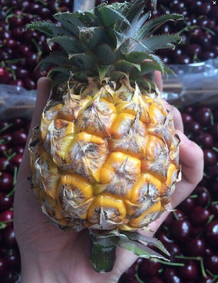 泰国mini小菠萝好吃吗？|微信号：tgjksg