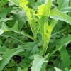 想要特色的野生干苦菜，就找实恳信商贸公司：重庆干苦菜