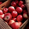 太原哪里有优惠的苹果供应：苹果批发专卖店