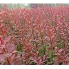 北海道黄杨种植——红叶小蘖当选青州森源花卉苗木