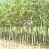 大量出售山东竹柳 种植竹柳