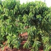 优惠的福山咖啡：物超所值的福山咖啡哪里有卖