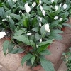 【嘎类给蹦蹦】年宵花价格#年宵花批发#年宵花基地