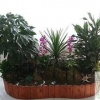 具有口碑的植物租赁信息 杭州室内绿色植物
