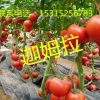 迦姆拉_抗TY病毒西红柿种子选晨宏种业_以色列进口西红柿种子