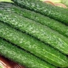 【问一问？】有机蔬菜批发价格哪里更优惠呢？厂家推荐山东益惠！