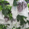 葡萄专用的新型日光透明袋防水防虫透光透气新概念葡萄袋