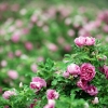湖南经销玫瑰果提取物 玫瑰果粉 纯天然无公害原料玫瑰果萃取