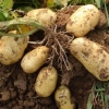 山东滕州土豆主产区三膜大棚土豆，专业代办，