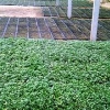 潍坊价格合理的黄瓜育苗基质供应 贵州黄瓜育苗基质