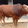 黑龙江利木赞牛：买利木赞牛当然是到海军肉牛养殖
